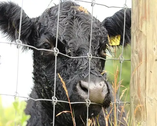 Deer mesh fencing solution for natural landscapes.